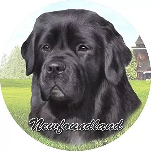 CAR COASTER NEWFOUNDLAND