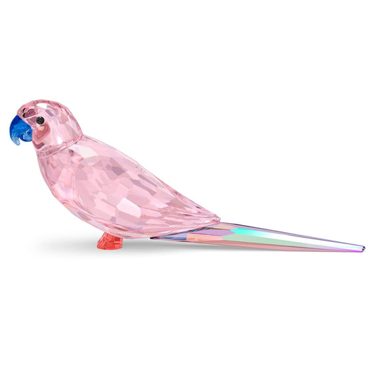 Swarovski Jungle Beats Pink Parakeet Cha Cha