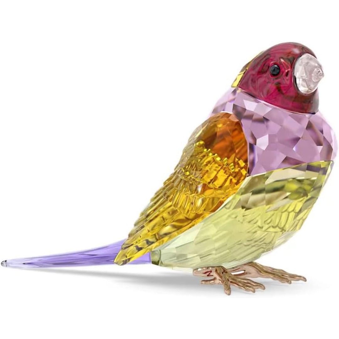 Swarovski SCS 2024 Idyllia Gouldian Finch, Large